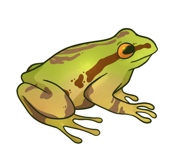 Frog asset